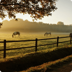 image of a ranch